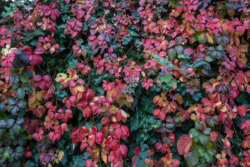 Leaves decorated with autumn colors