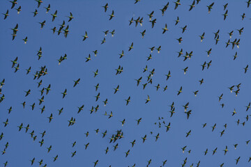 A large flock of wild Budgerigar parrots flying over feeding on paddy field of Bangladesh.