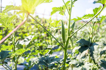 Young Okra or lady finger from organic farm in north of Thailand, vegetable garden, outdoor day light, helthy food