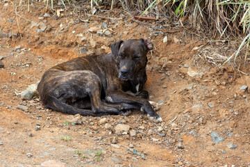 Fototapeta premium dog on the beach