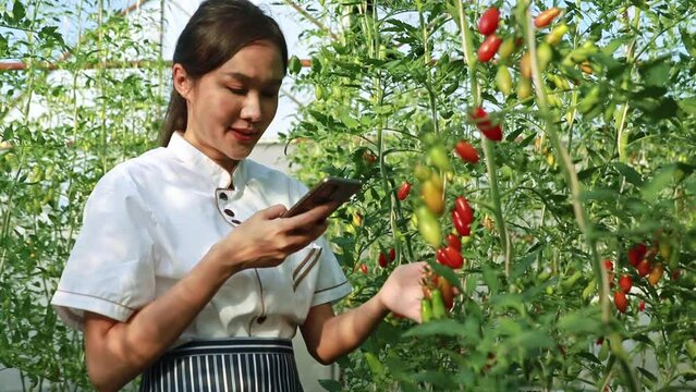 Asian female chef chef in hotel kitchen checking ingredients and using smart phone to take photo of cherry tomatoes in farmhouse used to prepare organic food for customers  freshness and nutrition.