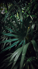 close up of a palm leave (green color)