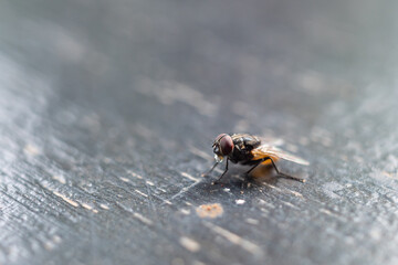 a fly landed on the table