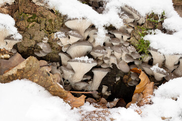 Austernseitlinge im Winter, Schnee und Eis: Nahaufnahme der essbaren Pilze im Wald. Sie erscheinen ab Herbst nach Nachtfrösten. Diese faszinierende, gesunde Früchte der Natur zu suchen macht Freude.