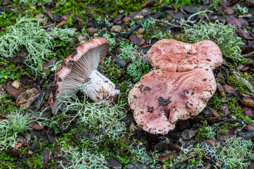 Tricholoma. Hygrophorus russula. Scarlet hygrophore mushrooms in holm oak. - obrazy, fototapety, plakaty