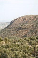 Fototapeta na wymiar View of Olive Trees outside Cazola; Jaen; Spain