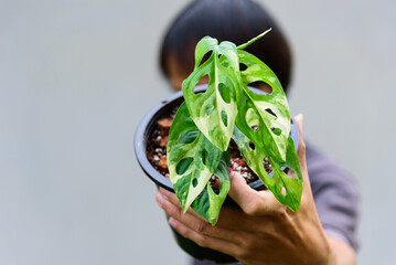 Monstera adansonii albo  variegated giant  © rukawajung