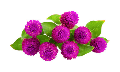globe amaranth flower isolated on  transparent png
