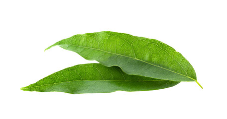 Fototapeta na wymiar Bai-ya-nang (Thai name) (Tiliacora triandra). Thai herb full depth of field on transparent png