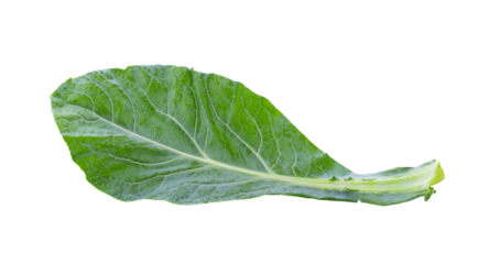 Chinese kale vegetable isolated on transparent png