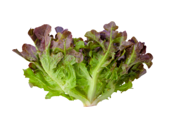 Red oak lettuce on transparent png