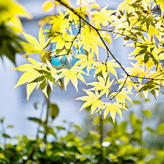 Green maple leaves in the forest