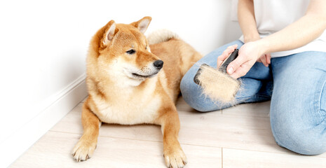 Cropped image of woman combing hair of Shiba Inu dog with comb brush. Idea of relationship between human and animal. Idea of pet care. Beautiful furry dog looking away. White background in studio