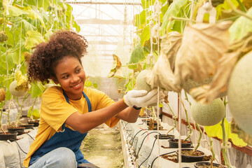 Melon farm business : Young african american female farmer holding Japanese melons is growing...