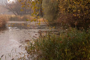 가을의 낙엽, 단풍 나무 공원의 호수 풍경