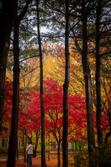 가을의 낙엽, 노랗고 빨간 단풍 나무 공원 풍경