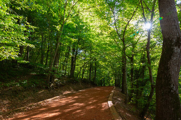 Jogging trail in the forest. Healthy lifestyle concept photo