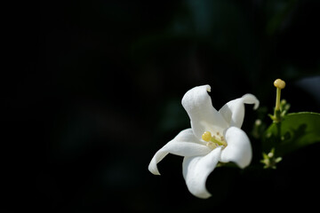 Fototapeta na wymiar A Murraya Paniculata flower. Selective focus.