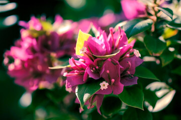 Pink Bougainvillea flowers. Selective focus