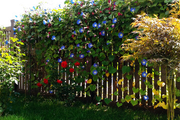 Beautiful flowering plants grown on the fence.