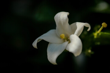 Fototapeta na wymiar A Murraya Paniculata flower. Selective focus.