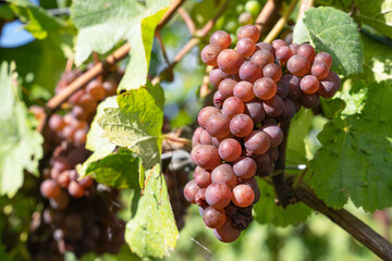 Common grape vine, Vitis vinifera - obrazy, fototapety, plakaty