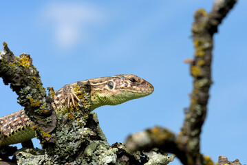 Lizard posing on a branch, portrait, macro, Kharkiv, Ukraine