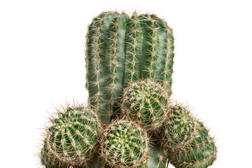 Cactus houseplant isolated