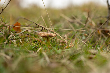 grass in the forest