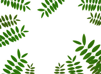 green leaf isolated on white background, Clipping path