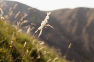 Fototapeta premium Sunny joyful mountain landscape with lush green alpine meadow with flowers and fluffy spikelets glow golden sunlights on slope closeup and silhouette of mountain ridges in blur.