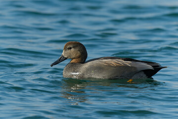 泳ぐオカヨシガモの雄
