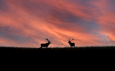 Fototapeta na wymiar Red deer silhouettes against a colorful sunset sky in a meadow