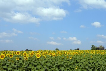 field of sunflowers and blue sky