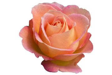 Rose isolated on transparent background.