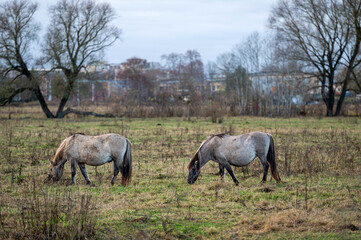 Wild horses in the field, Jelgava, Latvia.