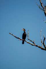 Cormorant on a branch