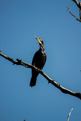 bird on a branch