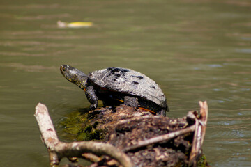 Obraz premium turtle on a log
