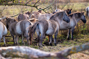 Wild horses in the field, Jelgava, Latvia.