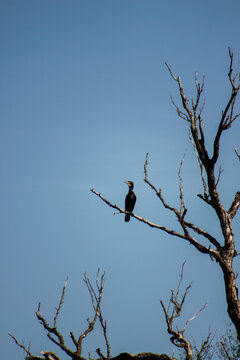 Cormorant on a branch