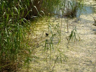 Flora e Fauna lacustre al Lago di Pergusa.