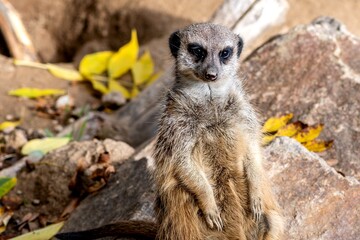 suricate debout sur ses pattes arrières nous regardant dans son enclos au zoo d'Ardes sur Couze...