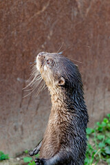 petite loutre se tenant debout et attendant  le repas au zoo d'Ardes sur Couze dans le puy de Dome