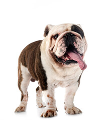 Fototapeta premium english bulldog in studio