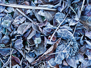 落ち葉に霜降りて凍り付く