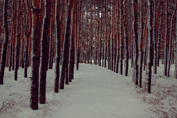 snowy december pine forest