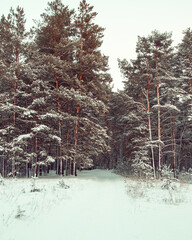snowy december pine forest