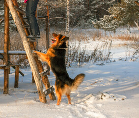 Хорошая морозная погода для прогулки с собакой по лесу