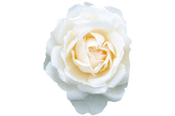 Rose isolated on transparent background.